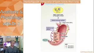 PHYL 142  Digestive  Gastric Pits  Pepsin amp Gastrin [upl. by Wagshul120]