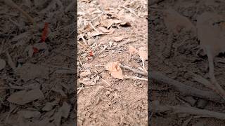 Strong Ant vs Croissant crumbs [upl. by Bull]