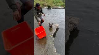 Fishing with a net under a rockPu dear fishingadventure amazingfishinglife fish​ short [upl. by Leamsi]