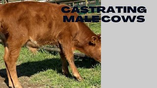 How to castrate bulls  castrating bulls using burdizzo knife and elastrator rings [upl. by Nahor]