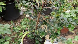 Growing Chilean myrtle in England [upl. by Donnie]