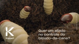 Os nematoides benéficos que são aliados no controle do bicudodacana [upl. by Adelbert]