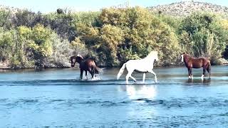 Salt River Wild Horses Stallion vs Mare [upl. by Nosro]