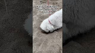 A trip to Bedlington with a Bedlington Terrier gottagetaway letsgetaway unplugging [upl. by Isteb910]