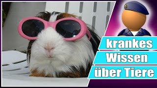 Krankes Wissen über Tiere  Unnützes Wissen spezial [upl. by Akimahc]