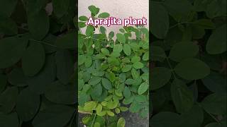 Beautiful flower plant gardening plants outdoorplants nature youtubeshort [upl. by Garzon]