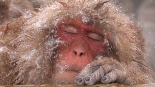 ♨とても気持ちよくて眠いで〜す Jigokudani Snow Monkey Park Japan [upl. by Alil]