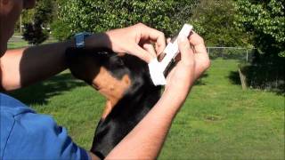 How to properly wrap Dobermans ears PART 2 [upl. by Rol]