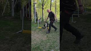 Sheltie Rocky age 8 months in jumping tech exercise Progressive grid today 1952023 [upl. by Notlad362]