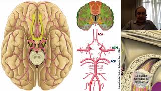 2020 N6  Vascularización del encéfalo  Profesor Eduardo A Pró  Anatomía 2  FMed UBA [upl. by Veriee574]