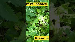 5 Headed Snake 🐍  From Pumpkin climber snake snakevideo shorts short [upl. by Adao327]