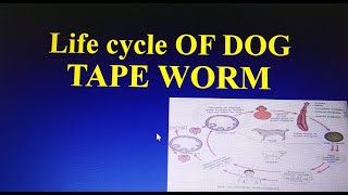 Dog tape worm life cycle [upl. by Joya]