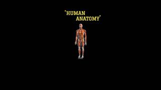 Anatomy next neet pg inicet mbbs first year med school [upl. by Adao]