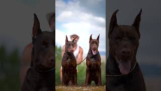 doberman dobermanpinscher puppies dobermanattack dobermanbarking dogbreeds canecorso hunter [upl. by Ahsiadal558]