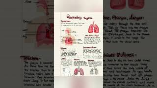 Respiratory system physiology and anatomy [upl. by Nwahsav661]