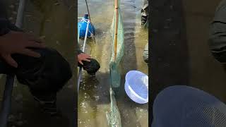 Spotted Silver Carp Baby Fish Released Into Pond [upl. by Colwen]