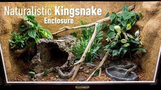 Setting up a Naturalistic Kingsnake Enclosure [upl. by Hodosh]