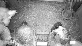 Live Stream  Chicken Coop Camera [upl. by Cari]