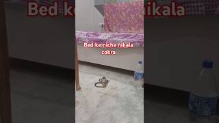 Bed ke niche nikala cobrasort [upl. by Gordy]