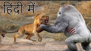 शेर और गोरिल्ला की लड़ाई में कौन जीतेगा who won fight between lion and gorilla [upl. by Cryan]