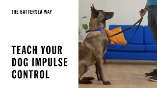 Teach your dog impulse control  The Battersea Way [upl. by Levania]