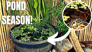 DIY PATIO POND FOR RARE GUPPIES NO FILTER amp LOW BUDGET [upl. by Hugues]