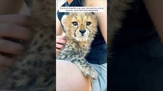 This lost cheetah cub was rescued by a kind woman and then animalshorts shortvideo [upl. by Haimrej253]