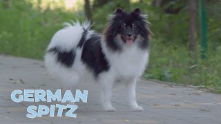 German Spitz Dog Breed Information Characteristics and Facts [upl. by Haimaj]