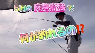 この引きは何⁉️内海新港で釣り🎣 20240518 [upl. by Lentha]