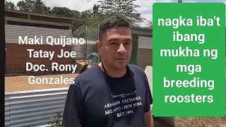 EP570 mukha ng mga breeding roosters ni Maki Quijano Tatay Joe at Doc Rony Gonzales [upl. by Herve212]