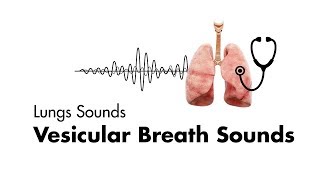 Vesicular Breath Sounds  Normal Lung Sounds  MEDZCOOL [upl. by Je]