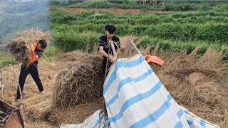 The boy threshed rice with his feet reaped rice dried rice and spread straw to make a vegetable [upl. by Melda]