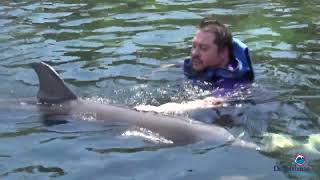 Dolphin Experience At Delphinus Riviera Maya Mexico 2022 [upl. by Fritze]