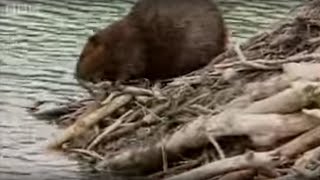 How Do Beavers Build A Dam  BBC [upl. by Eadmund890]