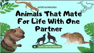 Animals That Mate For Life With One Partner [upl. by Wendt]