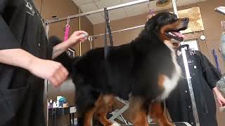 Kevin came back Bernese Mountain dog grooming [upl. by Sophia]