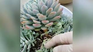 다육이 엘레강스Echeveria elegans 분갈이 [upl. by Inoliel225]