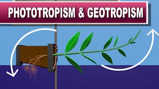 Phototropism and Geotropism [upl. by Anibor436]