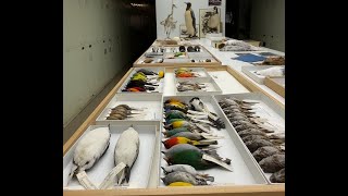 Did you know there’s a national lab in DC dedicated to solving bird murders [upl. by Jilly]