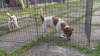 Jack Russell Terrier SUCCESSFUL MATING Natural Stud Session [upl. by Anelram]