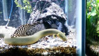 Feeding My Ornate BichirPolypterus Ornatipinnis 1080 [upl. by Marcell]