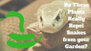 Do These Plants Really Repel Snakes from your Garden [upl. by Quintus]