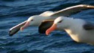 GIANT ALBATROSS OF THE SOUTHERN OCEANS [upl. by Loree692]