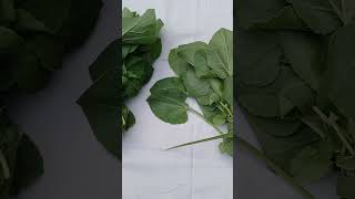 Bunch of Green Sorrel leaves rumex vesicarius youtubeshorts [upl. by Travers931]