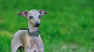 Why Italian Greyhounds Are So Popular in North America [upl. by Krefetz]