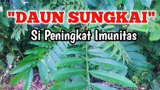 Khasiat Daun Sungkai untuk Meningkatkan Imunitas [upl. by Verna]