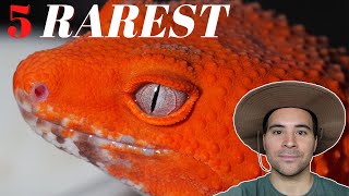 Top 5 Rarest Leopard Gecko  MORPHS [upl. by Dove]