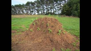 Creating a Hugelkultur Raised Garden Bed  Timelapse of Seedling Growth [upl. by Mcintyre]