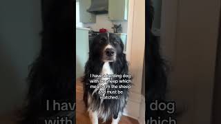 Life with a herding dog🤣 herdingdog bordercollie dogownerproblems dogowner funnydogs [upl. by Enutrof]