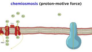 Cellular Respiration Part 3 The Electron Transport Chain and Oxidative Phosphorylation [upl. by Leissam]